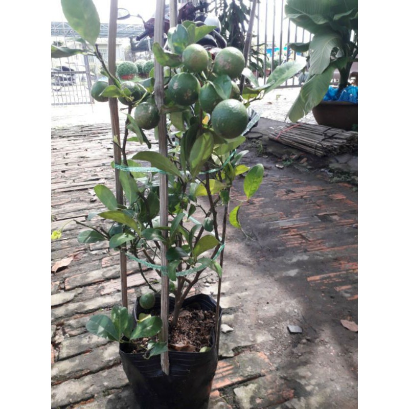 Chanh tứ quý... đang trái