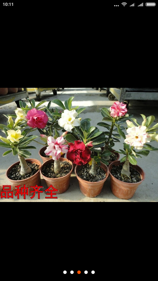 Cây con sứ thái kép Thái Lan - 1 cây