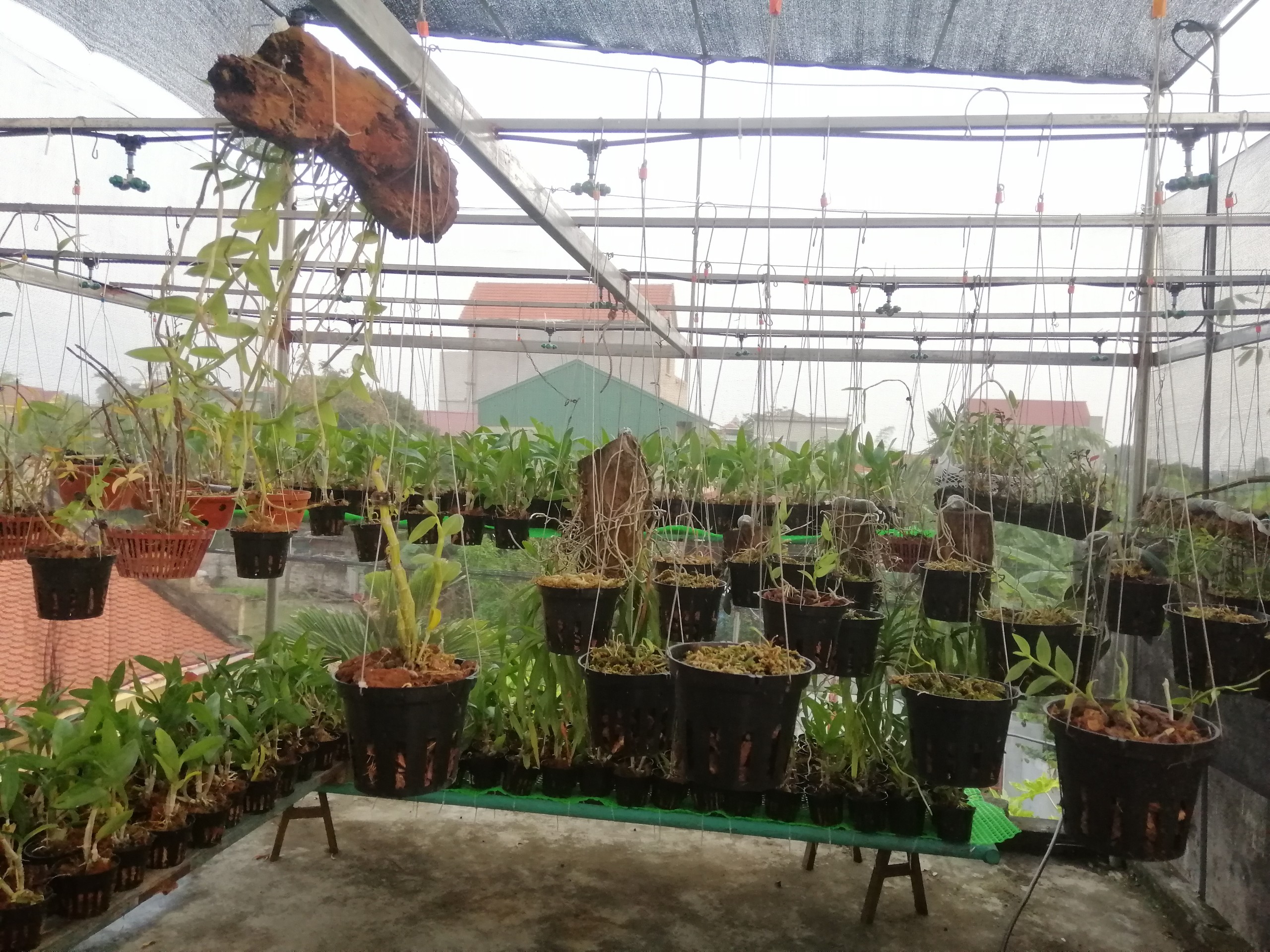 Combo 10 Chậu Nhựa Trồng Lan Phi 12