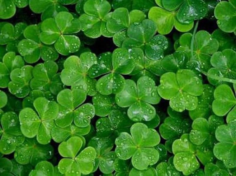 GÓI 100 HẠT GIỐNG CỎ BA LÁ
