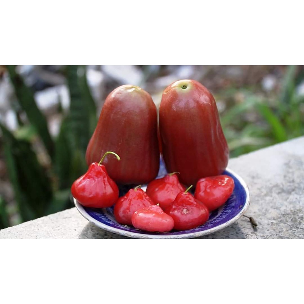 Giống Cây Mận Hoàng Yến (cây ghép - trồng chậu được)