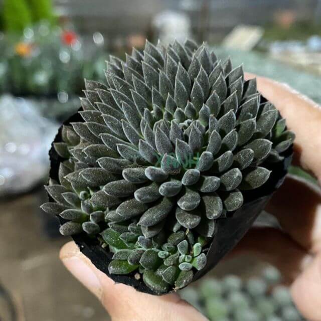 Sen đá nhím đen cute bầu