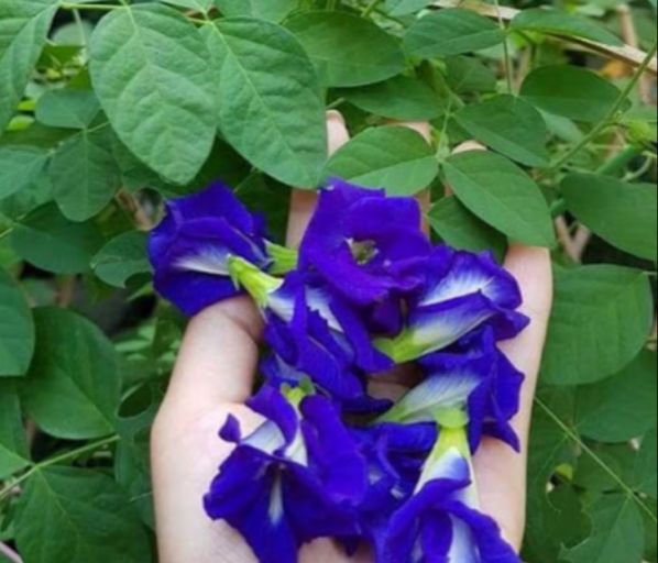 200g rau câu đậu biếc sấy