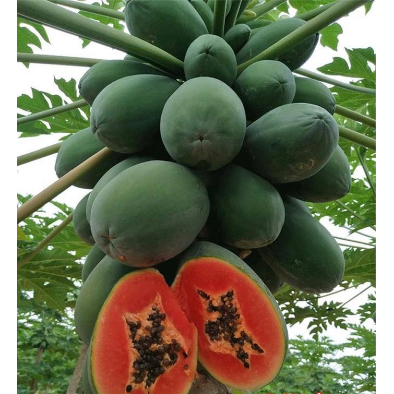 Cây giống đu đủ ruột đỏ