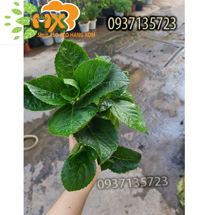 [HCM]COMBO 5 CÂY GIỐNG CẨM TÚ CẦU