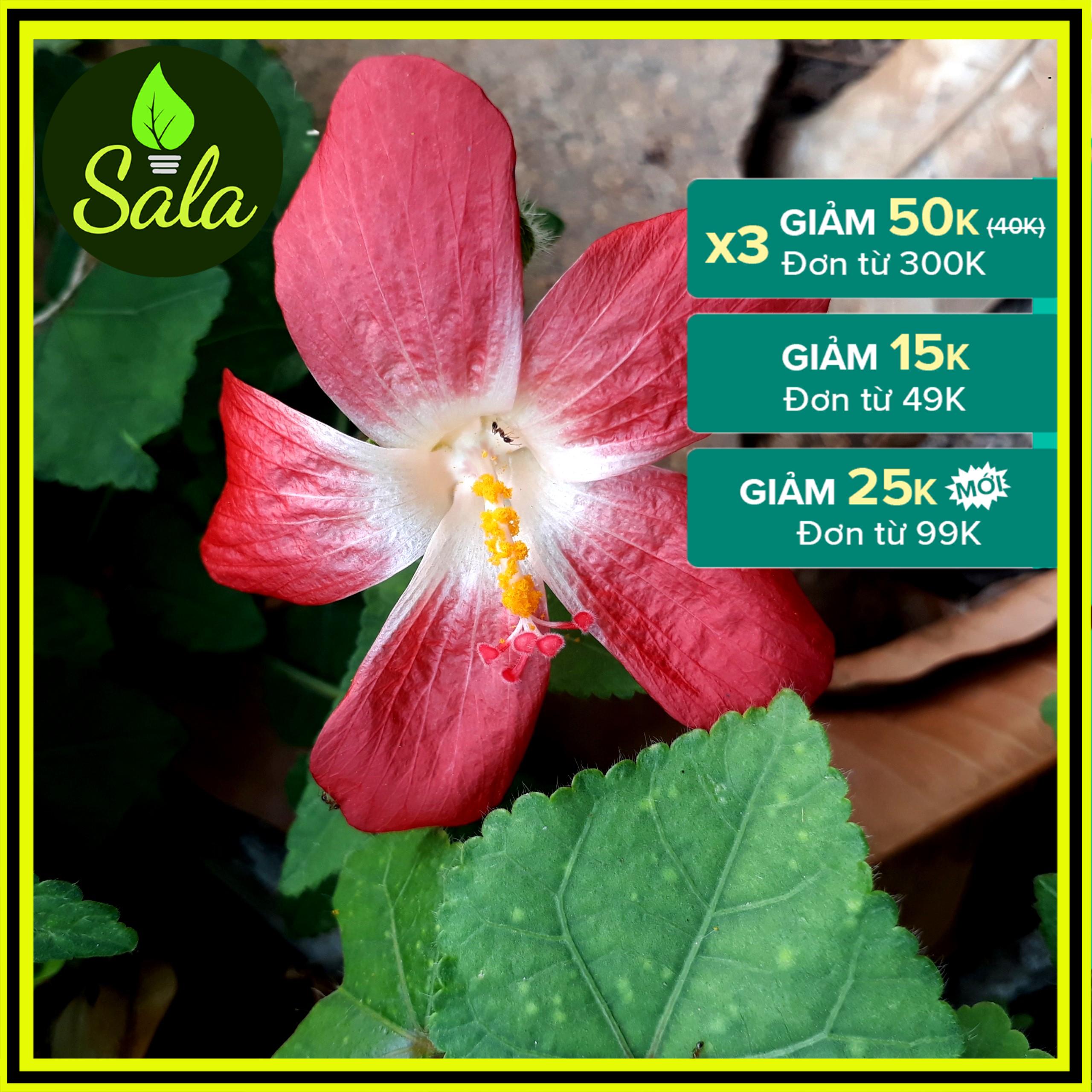 400 Hạt Giống Sâm Bố Chính (Hoa Đỏ Tươi)