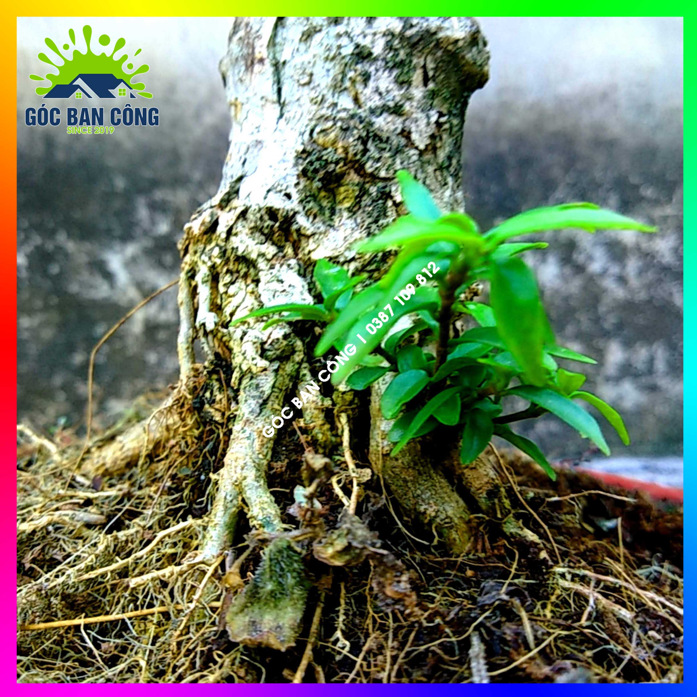 Mai Chiếu Thủy Kim Giòn Bonsai Mini - CTBS04