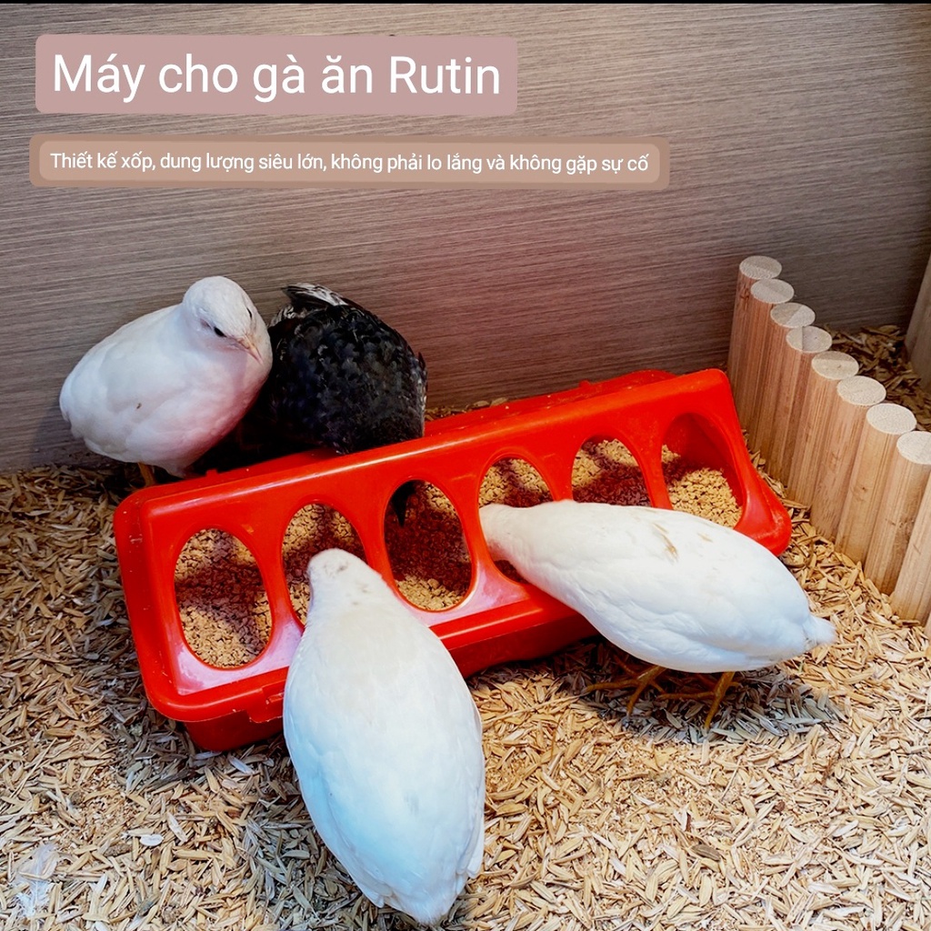 Máng ăn gà rutin 20cm máng ăn cho chim cút máng ăn gà con máng ăn chống bới cho gà con máng ăn cho chim