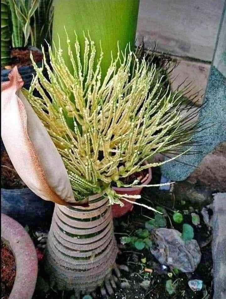 Cau Lùn Tứ Qúy Cây Giống