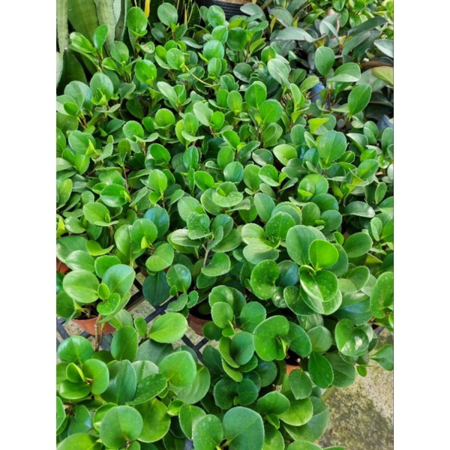 chậu cây trường sinh -  cây để bàn ( cây chưa bao gồm chậu)