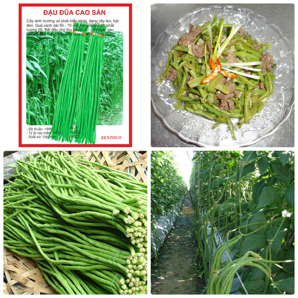 Hạt Giống Đậu Đũa Xanh leo dàn-gói 20gram