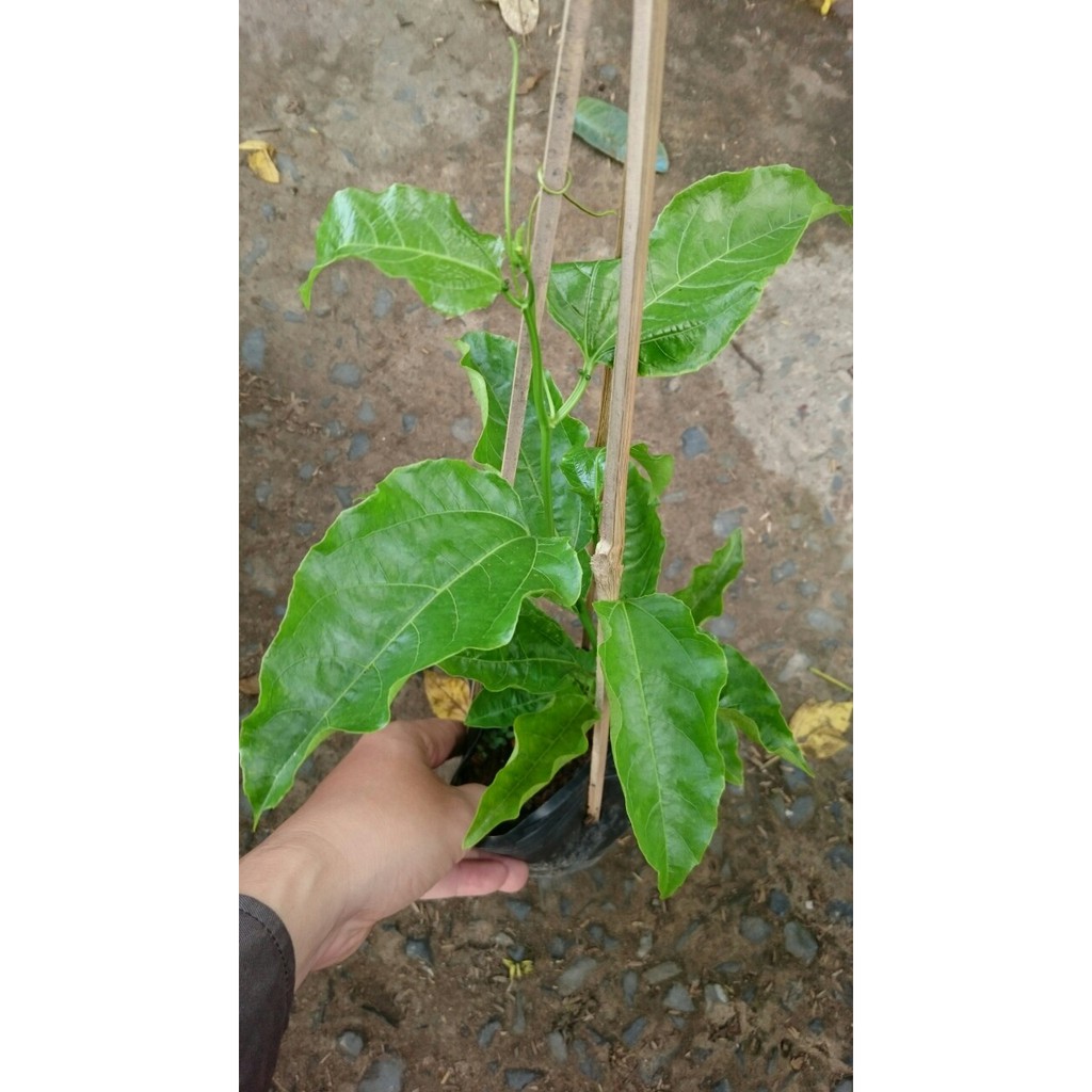Cây chanh leo tím (Chanh dây tím giống)