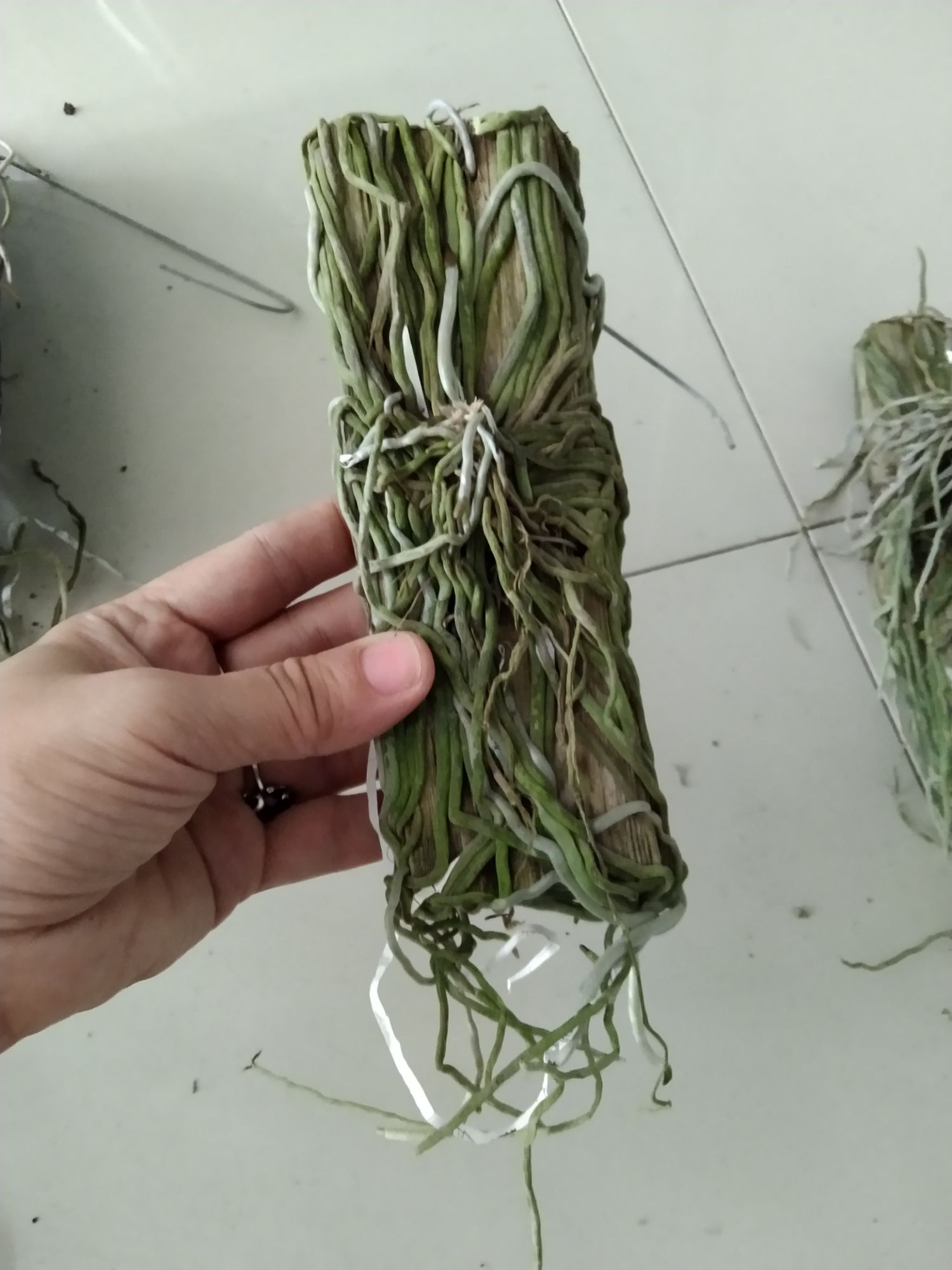 Lan căn diệp Thái ghép gỗ