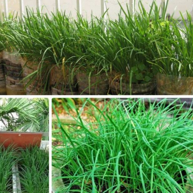 Hạt giống rau Hẹ Ta dể trồng-gói 1gram