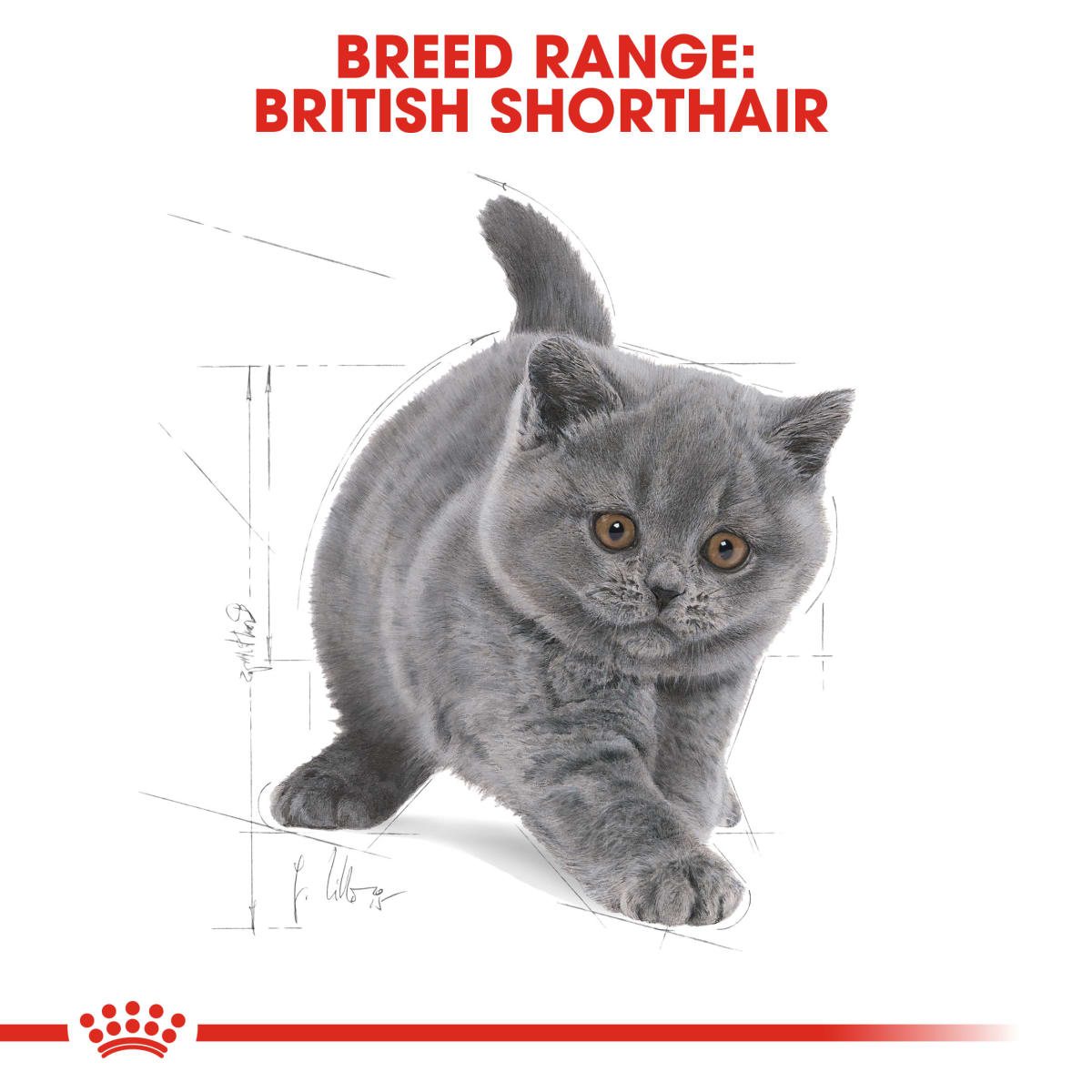 Hạt Cho Mèo Con Anh Lông Ngắn Thành Royal Canin British Shorthair Kitten
