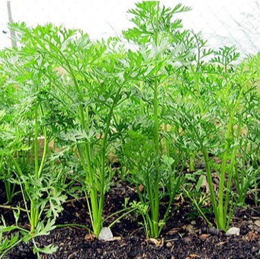 Hạt giống cà rốt Thuận Điền ( 5gram )