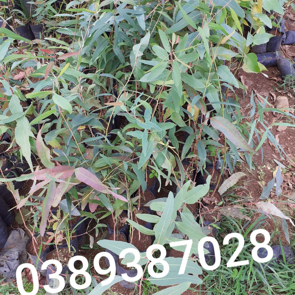 cây bạch đàn giống,4 cây