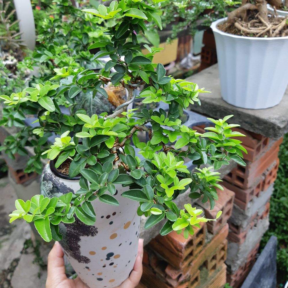 kim quýt bonsai CHẬU KIỂU