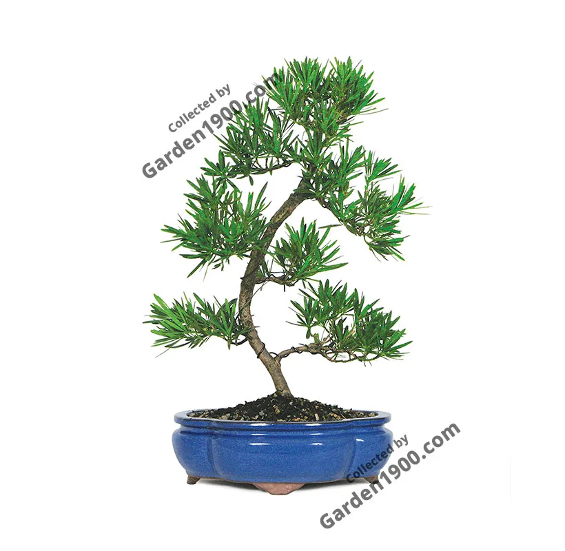 Cây tùng la hán bonsai mini - Cây bonsai để bàn - Garden1900
