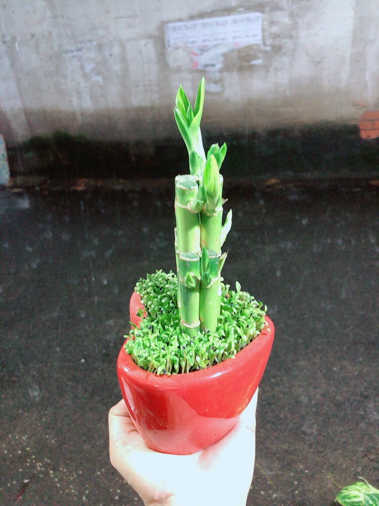 Chậu Trúc Phát Tài