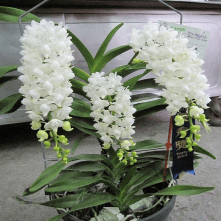 1 CÂY Lan rừng BẠCH NHẠN