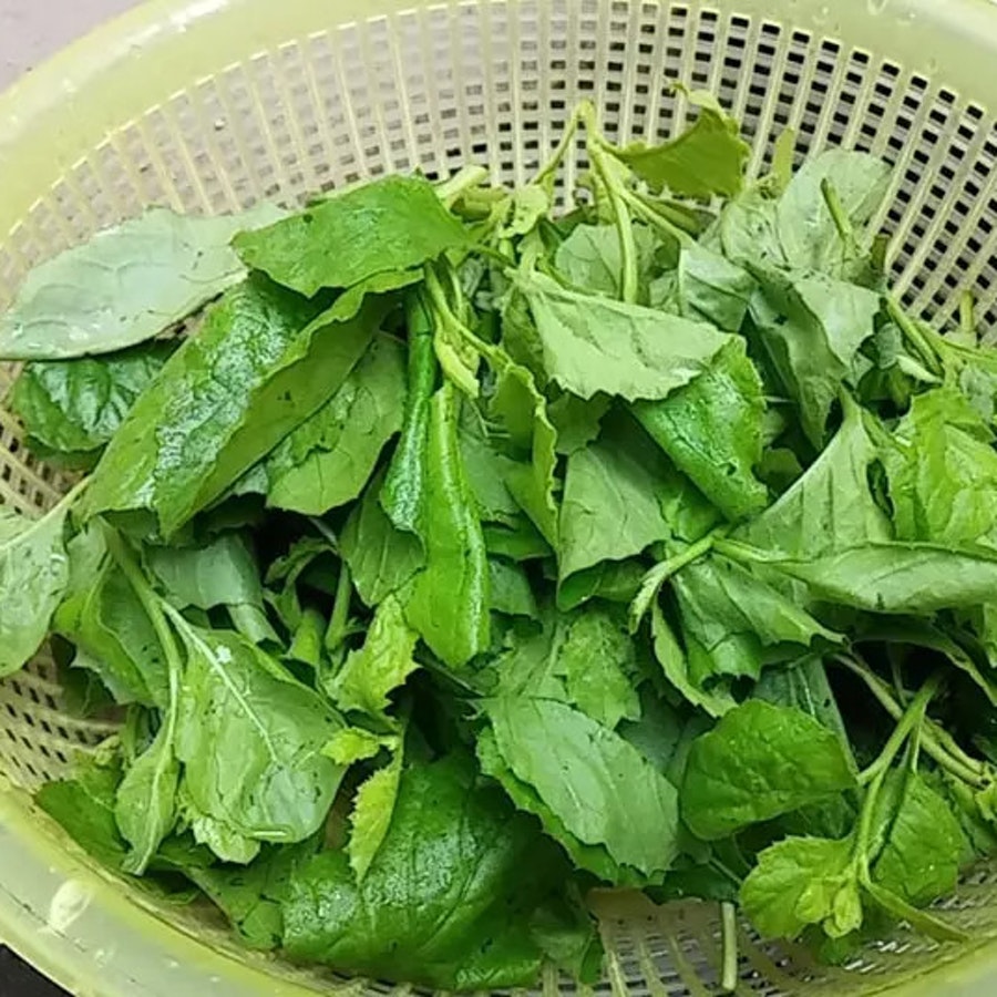 Hạt giống rau cải trời (cải hoang - cải đắng) - gói 100 hạt (485.F1)