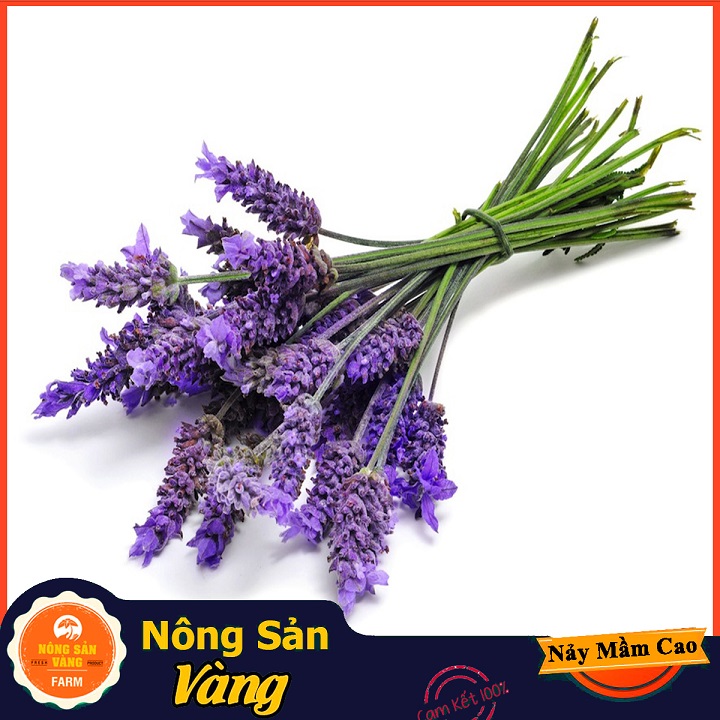 Lavender essential long-lasting special scent flowers lovers (50 seeds pack)-shallow yellow