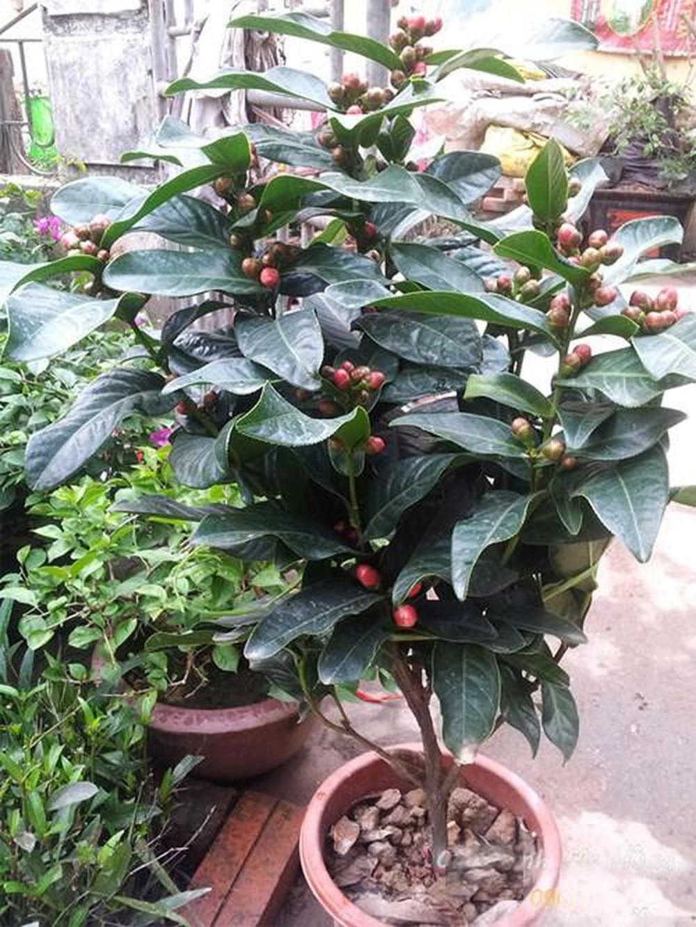 GIỐNG CÂY HOA  HẢI ĐƯỜNG