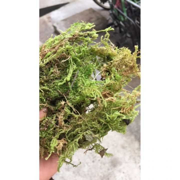[ giá sỉ ] Rêu xanh gói 150gr rừng trồng lan