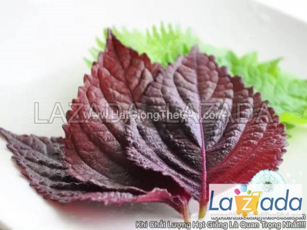 3Gr 2650 Hạt Hạt Giống Tía Tô Đỏ (KL| C16)