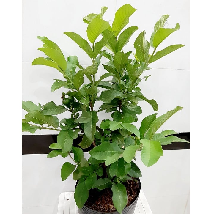 GIỐNG CÂY ỔI LÙN TRỒNG CHẬU