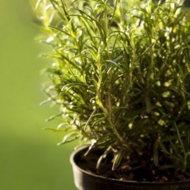 CÂY GIA VỊ HƯƠNG THẢO (ROSEMARY) BỤI LỚN