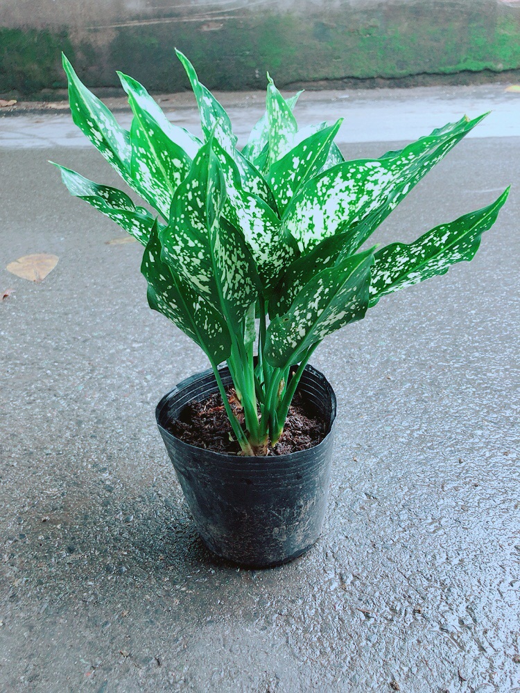 Cây Ngọc Ngân