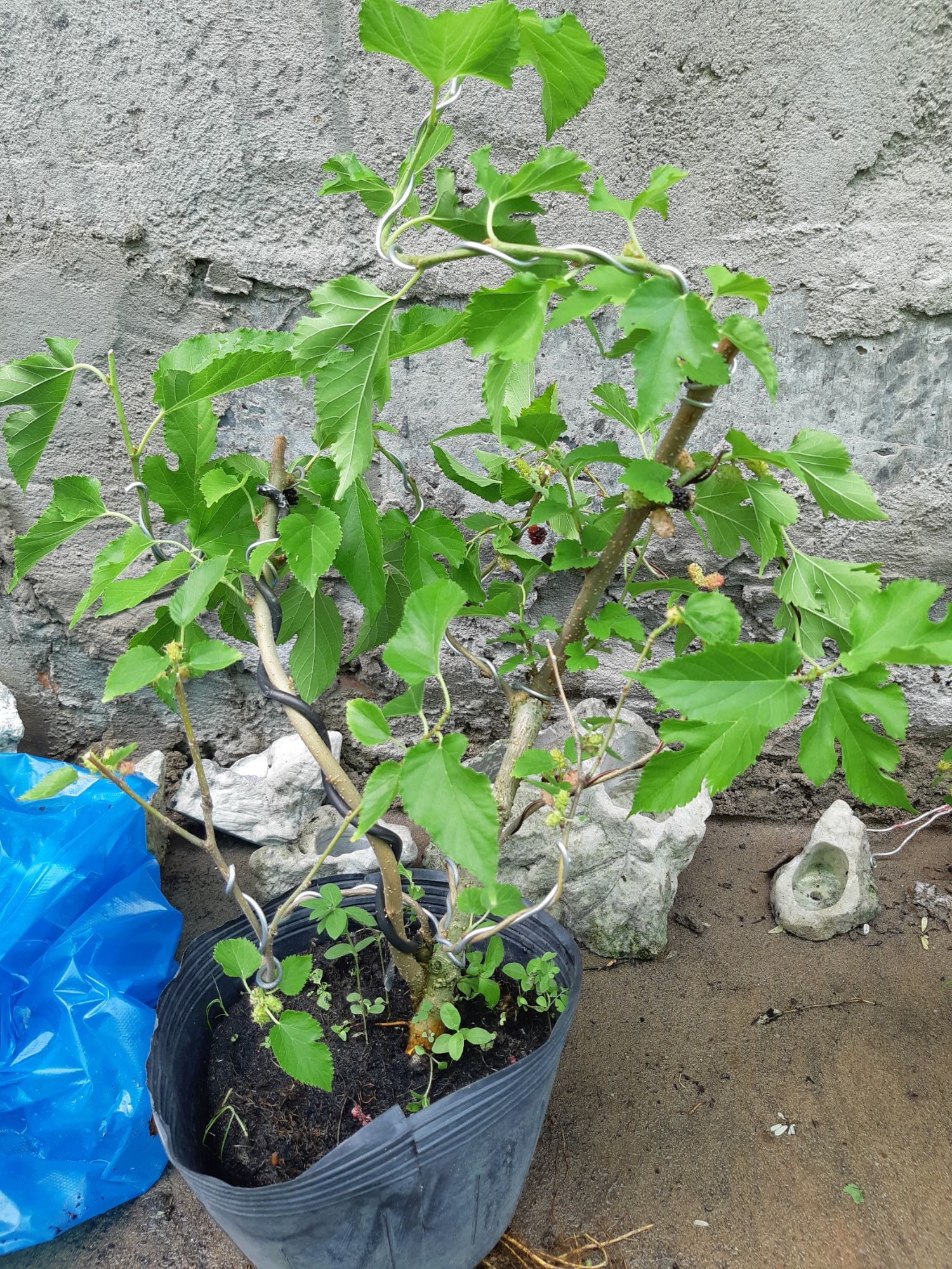 cây dâu tằm bonsai mini