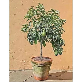 Cây giống Bơ sáp lùn Thái Lan