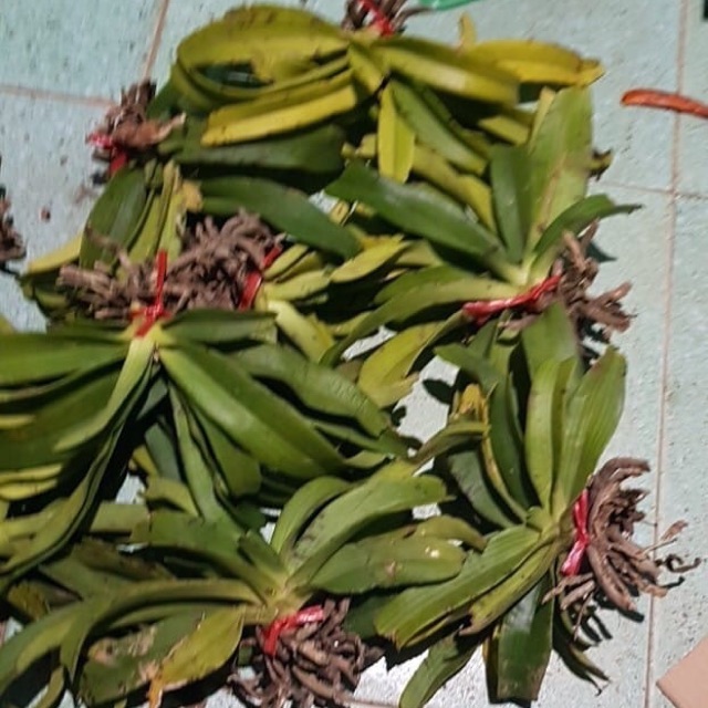 Đai châu,nghinh xuân,Ngọc điểm rừng cây giống