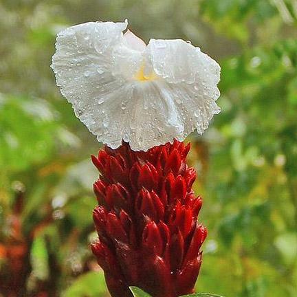 Cây cát lồi khô (mía dò)