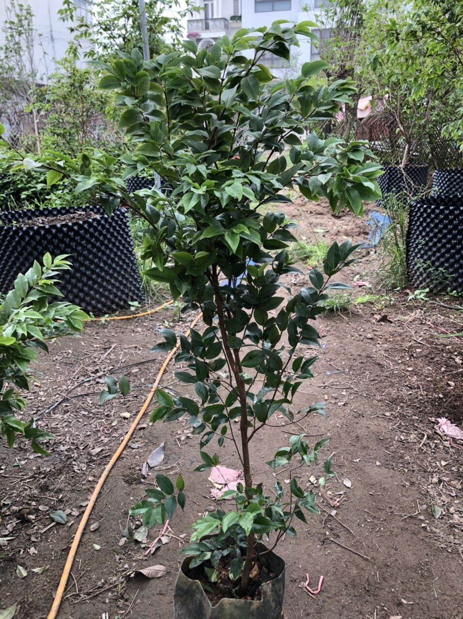 CÂY NHO THÂN GỖ TỨ QUÝ LOẠI NHỠ