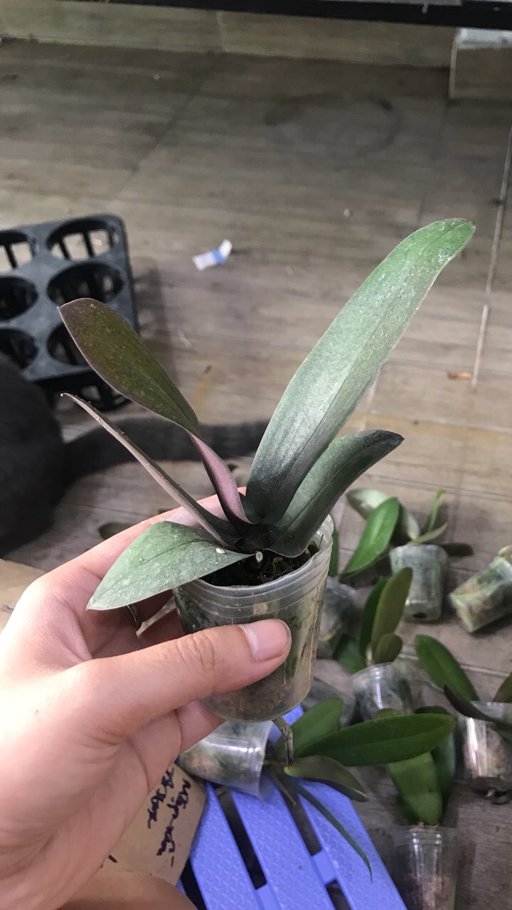 Hoa Lan Hồ Điệp Cây Giống