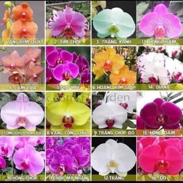 Combo 5 cây Lan Hồ Điệp đang Nụ