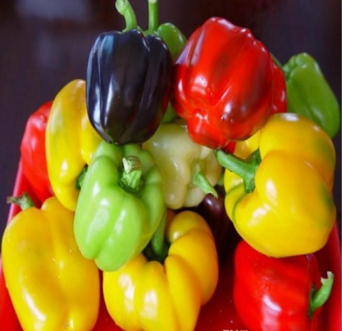Hạt giống ỚT CHUÔNG MIX MÀU