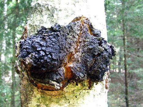 Nấm Chaga Nga Siberia 1kg
