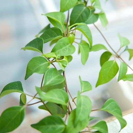 5 Hạt Giống Cây Lá Giang