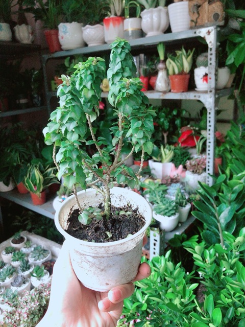 Cây Găng Tu Hú