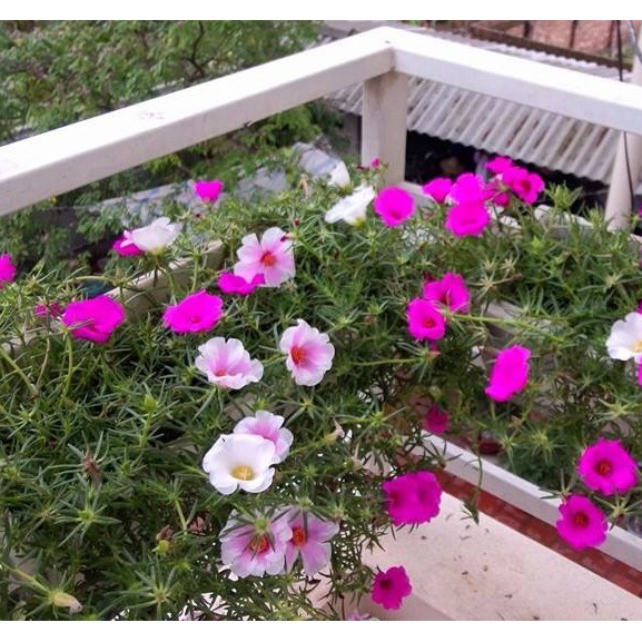 Hạt giống hoa mười giờ mỹ -30 hạt