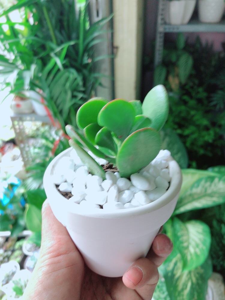 [HCM]Chậu Cây Sen Ngọc Bích Mini