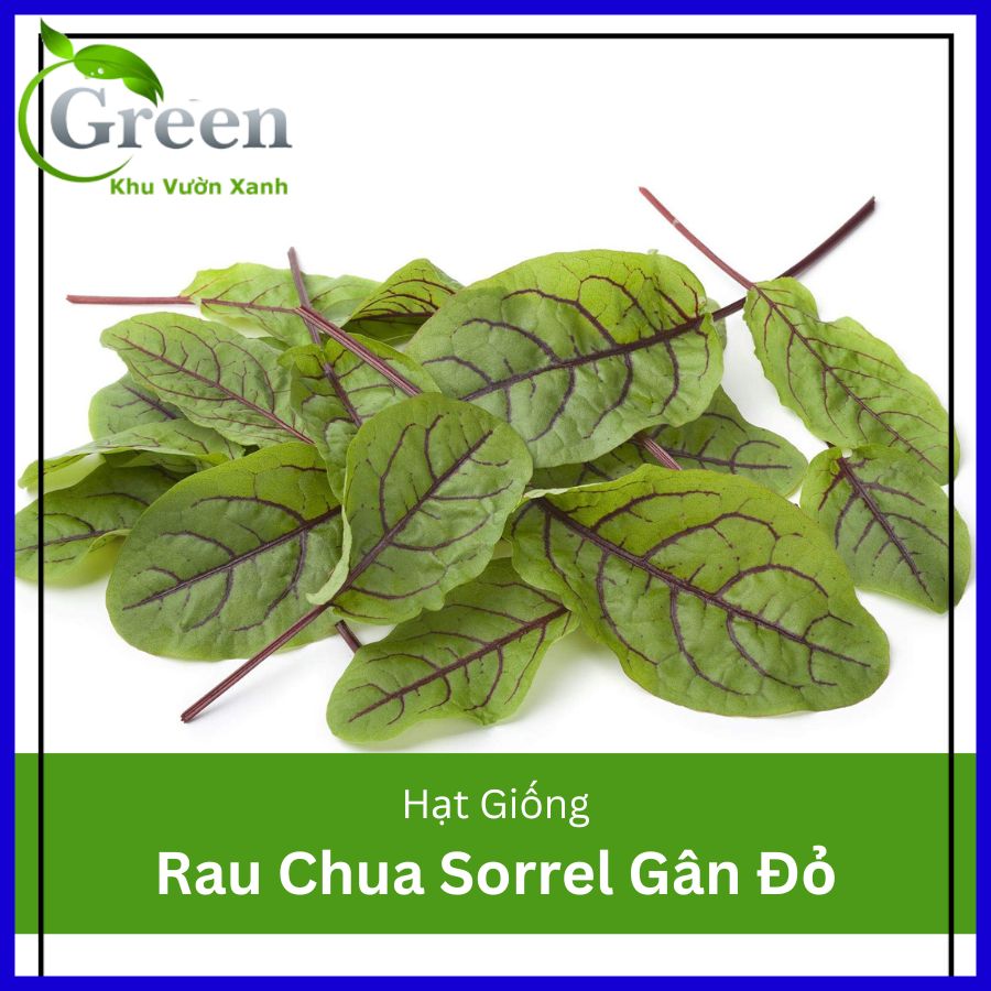Hạt giống rau chua sorrel red vein gân đỏ (gói 50 hạt)