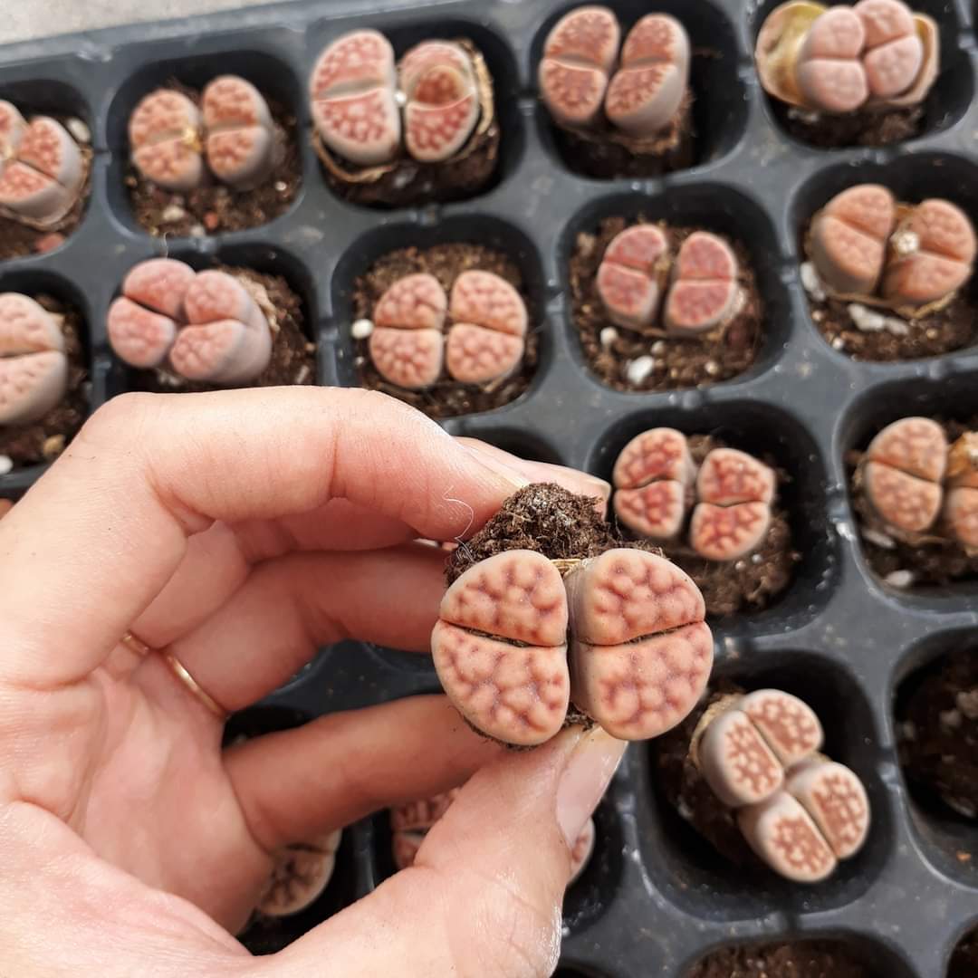 Sen Mông Đôi Ngẫu Nhiên Nhiều Màu 2-3.5cm(Sen Mông/Lithops/Thạch Lan)