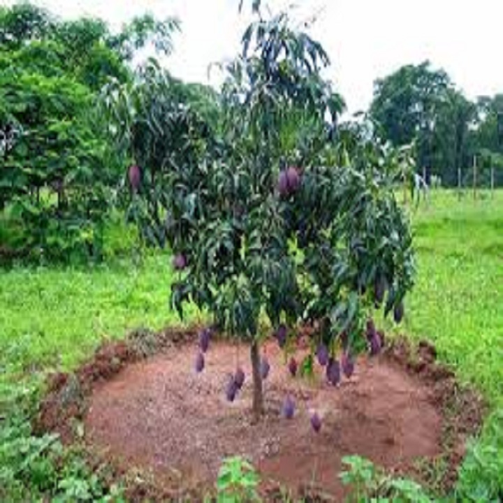CÂY GIỐNG XOÀI TÍM THÁI