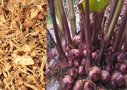 Cây Dong Riềng Đỏ khô (gói 1kg) GT079